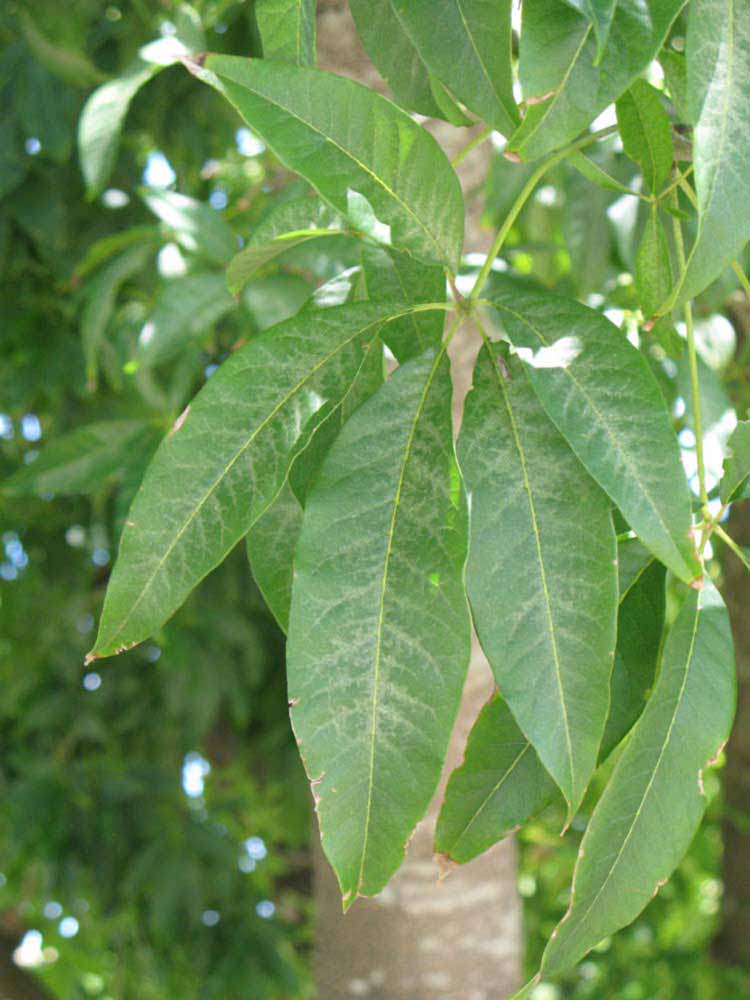            Palmately compound leaf of  Casimiroa edulis         (Winter Haven, FL)   